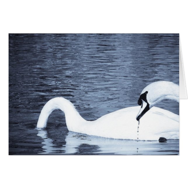 Alimentation des cygnes (Devant horizontal)