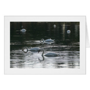 Alimentation des cygnes, Lac Roath Park, Cardiff -