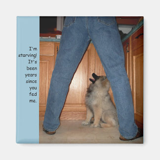 Alimenter le aimant du chien affamé