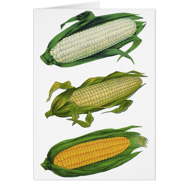 Aliments vintages Légumes sains, Maïs frais sur le (Devant)