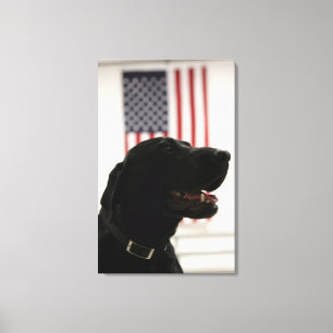 All-Amerikanisches schwarzes Labrador retriever Leinwanddruck