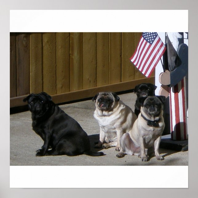 Alle amerikanischen Mops Poster (Vorne)