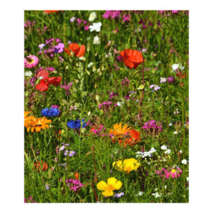 alle Arten von schönen Blume Fotodruck