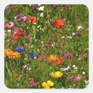 alle Arten von schönen Blume Quadratischer Aufkleber