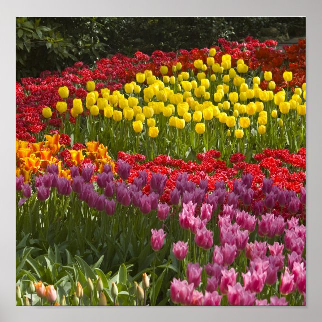 Alle Farben des Regenbogens Poster (Vorne)