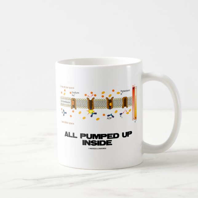 Alle gepumptes oben Innere (Natrium-Kaliumpumpe) Kaffeetasse (Rechts)