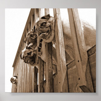 ALLE MOPS AUF DECK LEINWAND POSTER