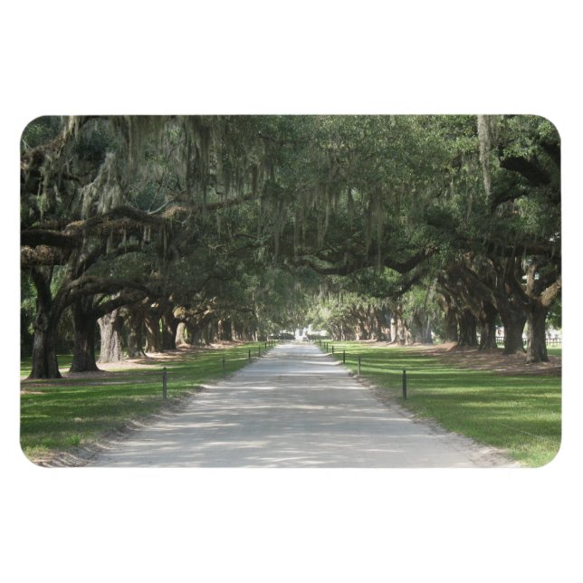 Allée de chêne à Boone Hall, Charleston SC Magnet (Horizontal)