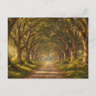 Allée de chênes vivants   Paysage   Carte postale