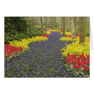 Allée de muscaris, de jonquilles et de