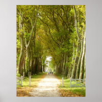 Allee Trees Poster