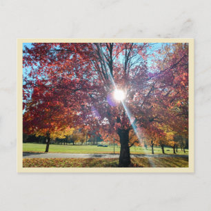 Allegany Autumn Postkarte