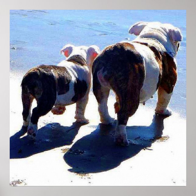Allein englische Bulldogs beim letzten Poster (Vorne)