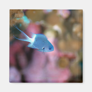 Allens chromis magnet
