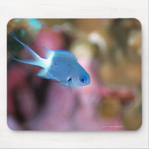 Allens chromis mousepad