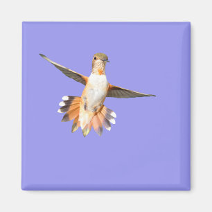 Allen's Hummingbird im Flight Magnet