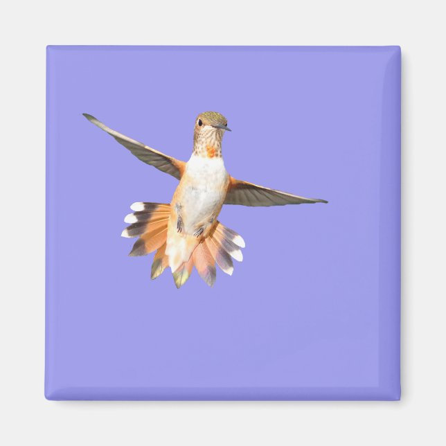 Allen's Hummingbird im Flight Magnet (Vorne)