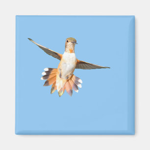 Allen's Hummingbird im Flight Magnet