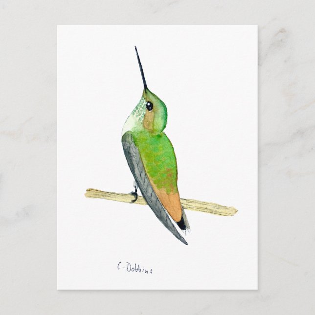 Allen's hummingbird postkarte (Vorderseite)