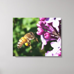 Alles für Pollen Honey Bee and Lilac Leinwanddruck