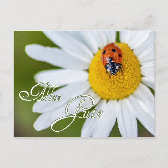 Alles Gute mit Glücks-Marienkäfer Postkarte (Vorderseite)