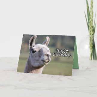 Alles Gute zum Geburtstag des Lamas des alles Gute Karte