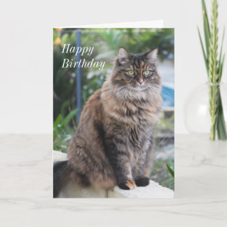 Alles Gute zum Geburtstag. Karte mit schönem Katze