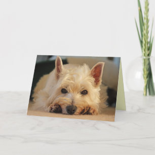 Alles- Gute zum Geburtstagkarte - Westie Karte