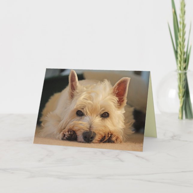 Alles- Gute zum Geburtstagkarte - Westie Karte (Vorderseite)