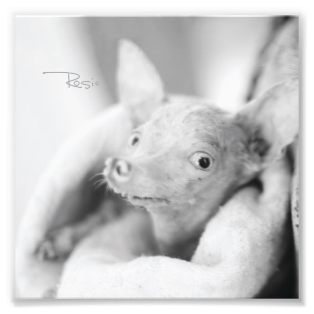 Alles Rosie Foto (Vorne)