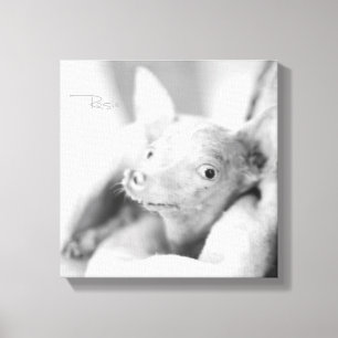 Alles Rosie Foto-Leinwand Leinwanddruck