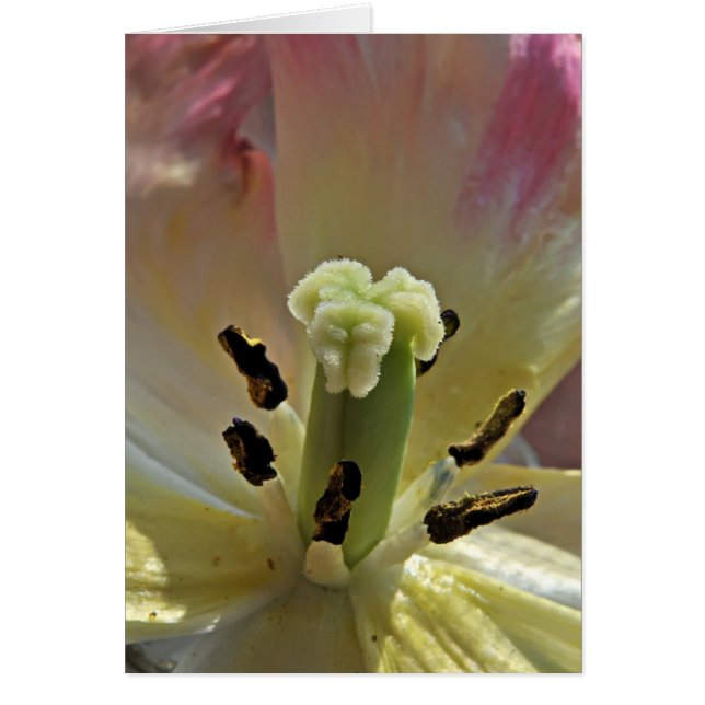 Alles über Pollen (Vorne)