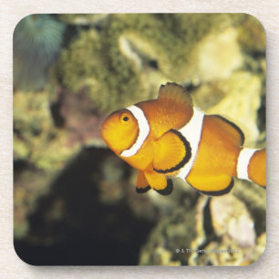 Allgemeine clownfish (Amphiprion ocellaris), Getränkeuntersetzer