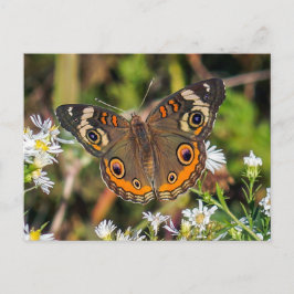 Allgemeine Rosskastanien-Schmetterlings-Postkarte Postkarte