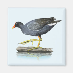 Allgemeiner Gallinule (Teichhuhn) Magnet