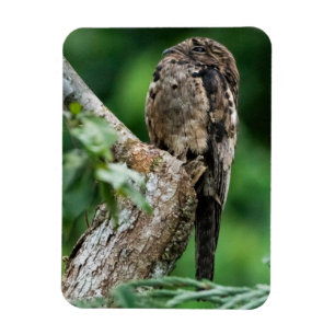 Allgemeiner Potoo kleiner Magnet