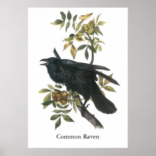 Allgemeiner Rabe, John audubon Poster
