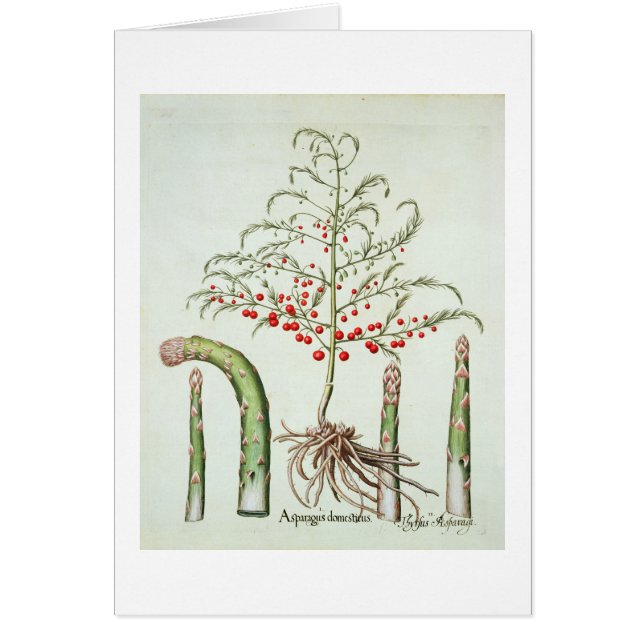 Allgemeiner Spargel in der Blume und in der (Vorne)