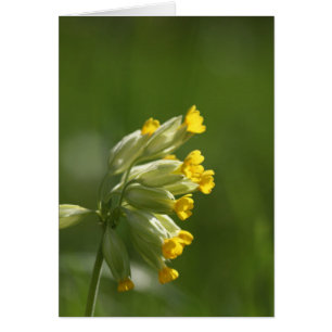 Allgemeines Cowslip (Primula veris)