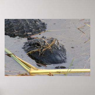 Alli Gator Poster