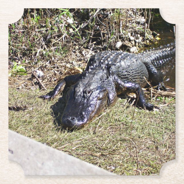 Alligatior an den Everglades Untersetzer (Vorderseite)