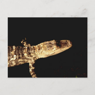 Alligator #1 postkarte