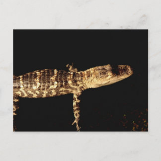 Alligator #3 postkarte