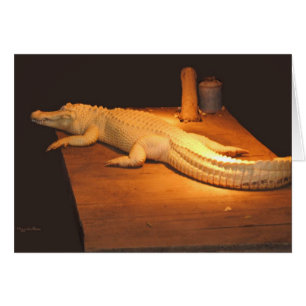 Alligator albino