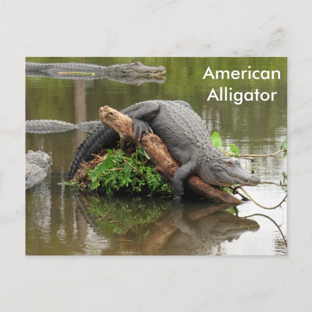 Alligator américain - Carte postale Apprentissage (Devant)