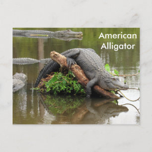 Alligator américain - Carte postale Apprentissage