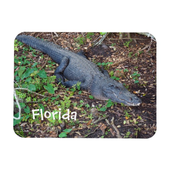 Alligator an Land Magnet (Horizontal)