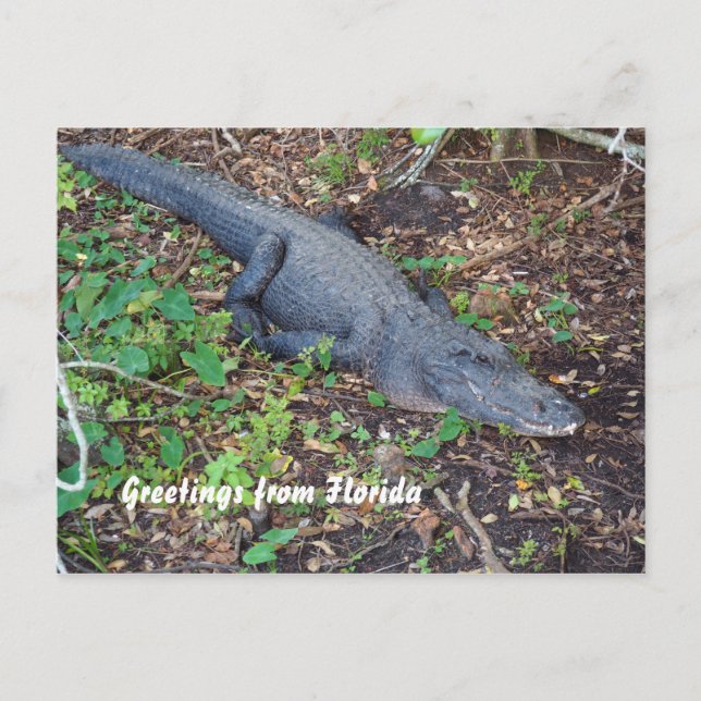 Alligator an Land Postkarte (Vorderseite)