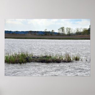 Alligator auf Bear Island, South Carolina Poster