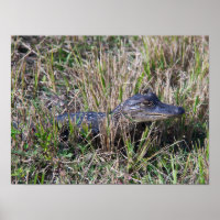 Alligator Baby Grass Florida